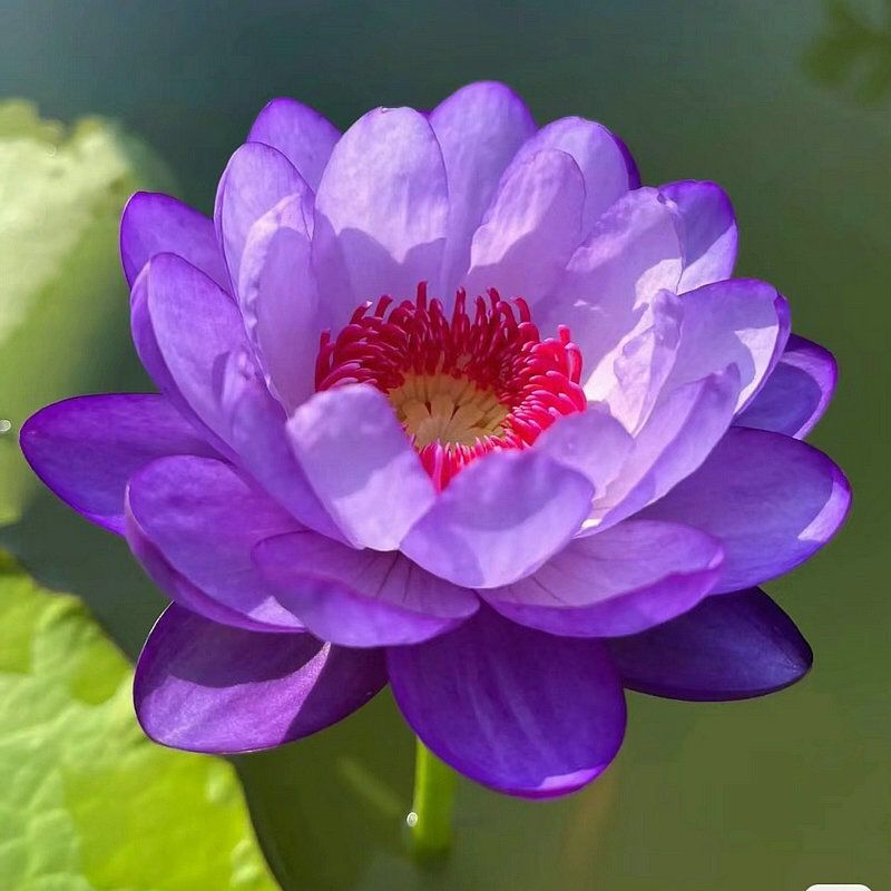 [7 days germination]🌸Last Day Sale - 49% OFF💐The Sacred Bonsai Bowl Lotus Flower