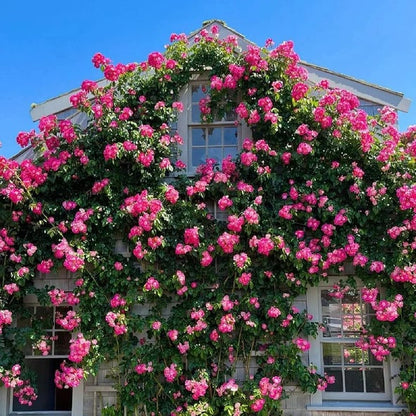 [3 days germination]🔥Last Day 49% OFF🌺Climbing Rose Seeds
