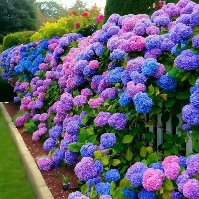 🌈Mix Hydrangea - Beautiful and Hardy Perennial Flowers for Your Garden