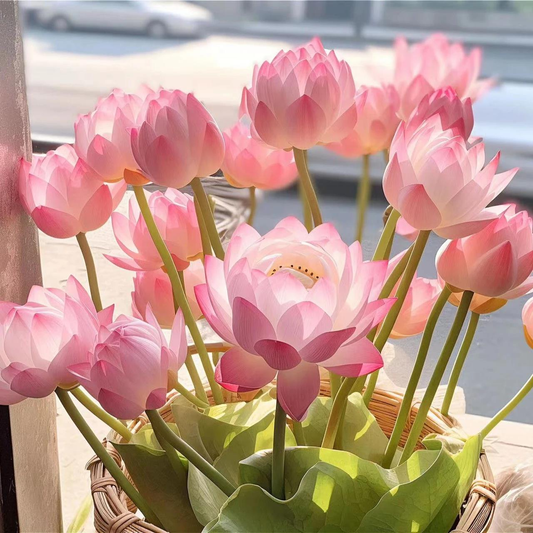 [7 days germination]🌸Last Day Sale - 49% OFF💐The Sacred Bonsai Bowl Lotus Flower
