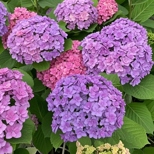 🌈Mix Hydrangea - Beautiful and Hardy Perennial Flowers for Your Garden
