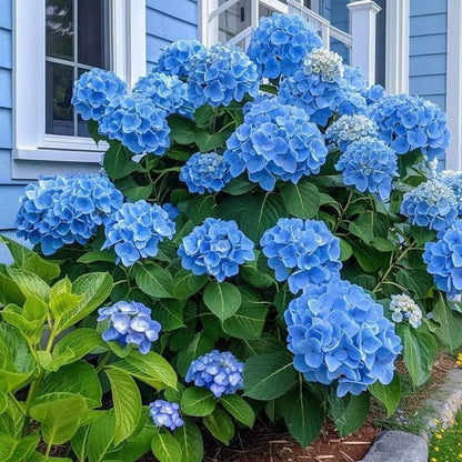 🌈Mix Hydrangea - Beautiful and Hardy Perennial Flowers for Your Garden