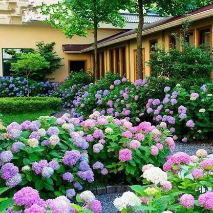 🌈Mix Hydrangea - Beautiful and Hardy Perennial Flowers for Your Garden