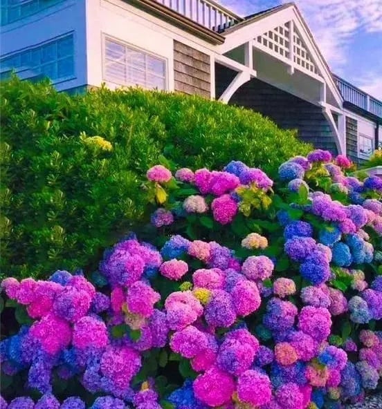 🌈Mix Hydrangea - Beautiful and Hardy Perennial Flowers for Your Garden