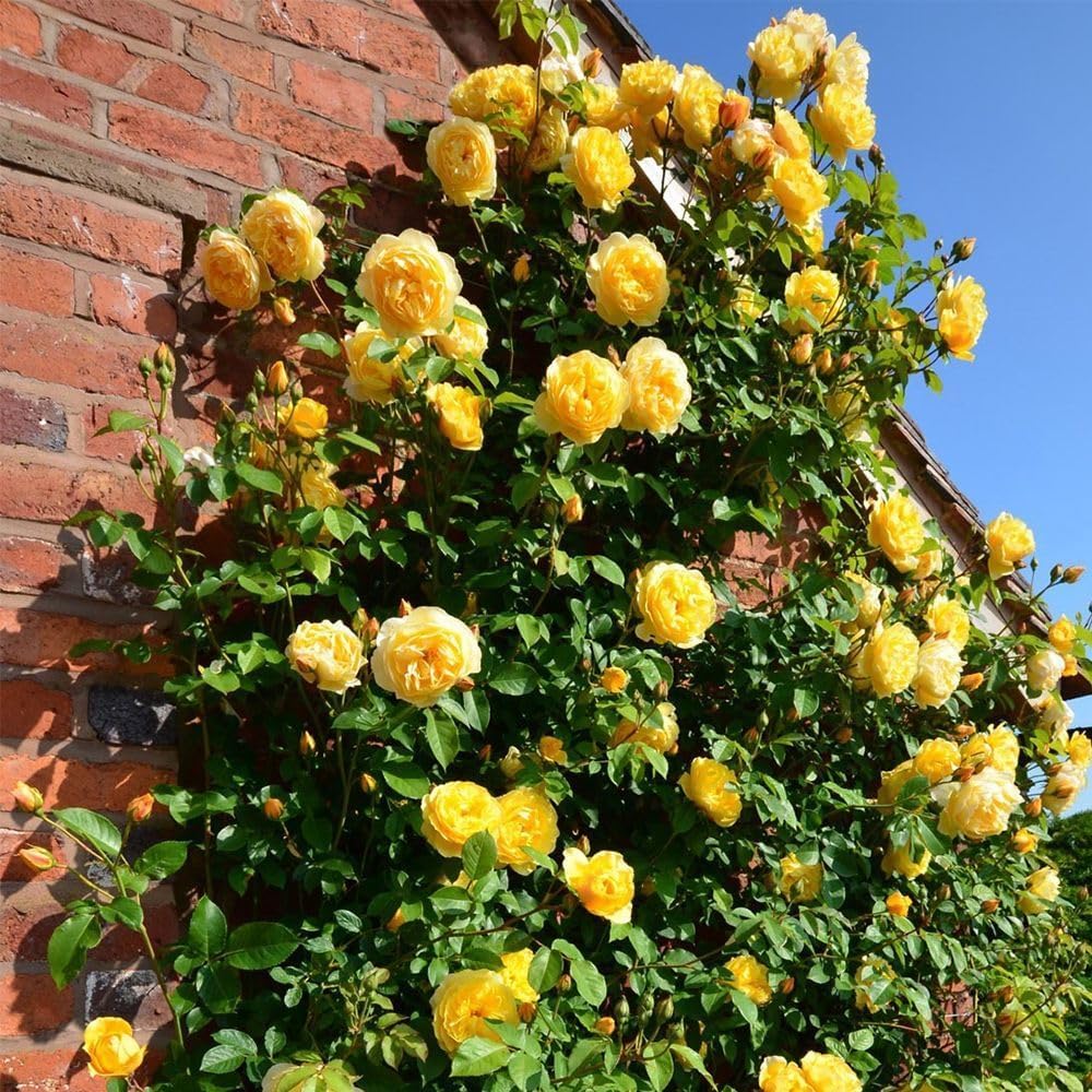 [3 days germination]🔥Last Day 49% OFF🌺Climbing Rose Seeds