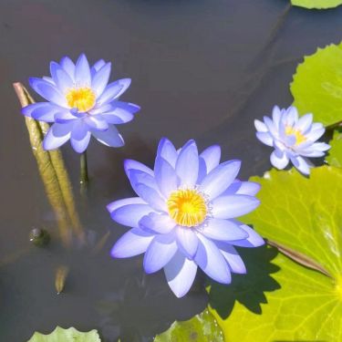 [7 days germination]🌸Last Day Sale - 49% OFF💐The Sacred Bonsai Bowl Lotus Flower