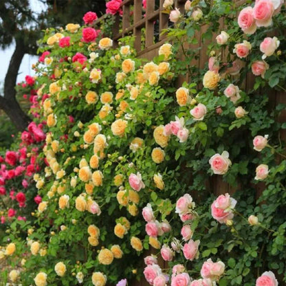 [3 days germination]🔥Last Day 49% OFF🌺Climbing Rose Seeds