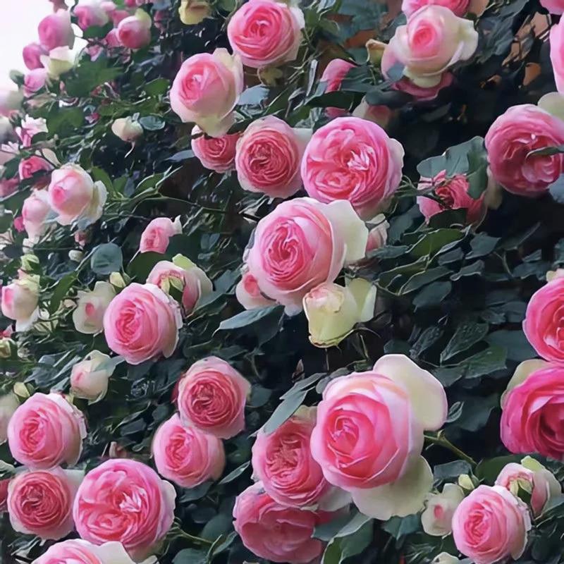[3 days germination]🔥Last Day 49% OFF🌺Climbing Rose Seeds