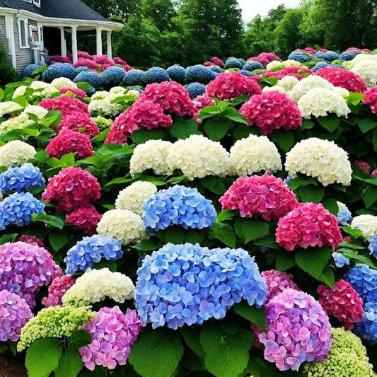🌈Mix Hydrangea - Beautiful and Hardy Perennial Flowers for Your Garden