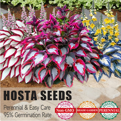 From Seed to Stunning – Hosta Magic 🌿Rare Hosta Seeds🌿