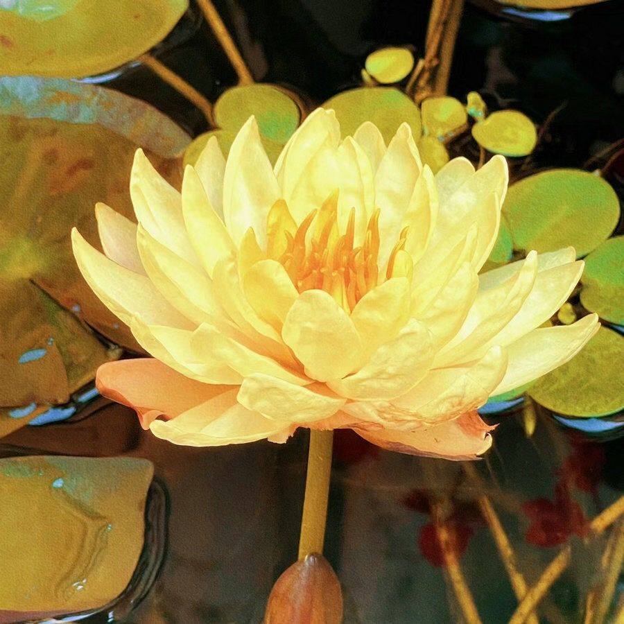 [7 days germination]🌸Last Day Sale - 49% OFF💐The Sacred Bonsai Bowl Lotus Flower