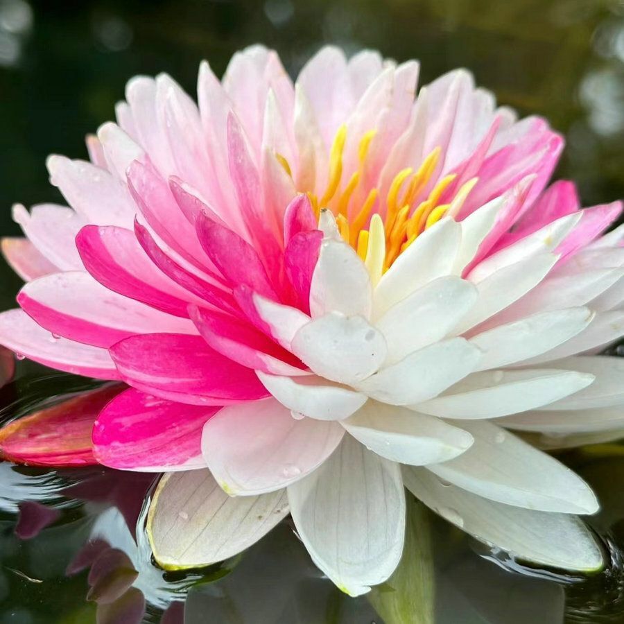 [7 days germination]🌸Last Day Sale - 49% OFF💐The Sacred Bonsai Bowl Lotus Flower