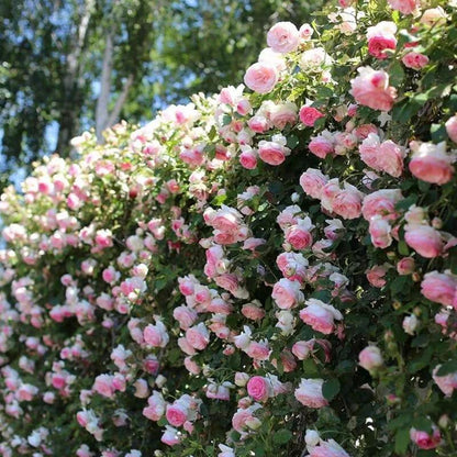 [3 days germination]🔥Last Day 49% OFF🌺Climbing Rose Seeds