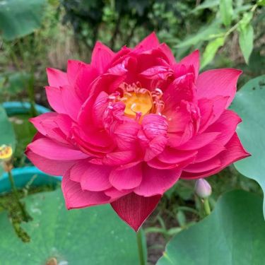 [7 days germination]🌸Last Day Sale - 49% OFF💐The Sacred Bonsai Bowl Lotus Flower