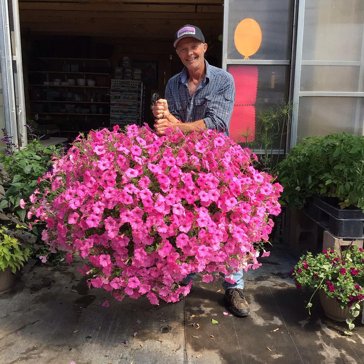 💐2025 Spring Hot Sale✨UV Simulation Artificial Petunias