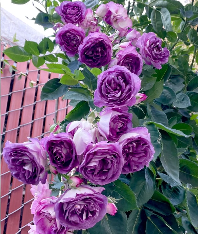[3 days germination]🔥Last Day 49% OFF🌺Climbing Rose Seeds
