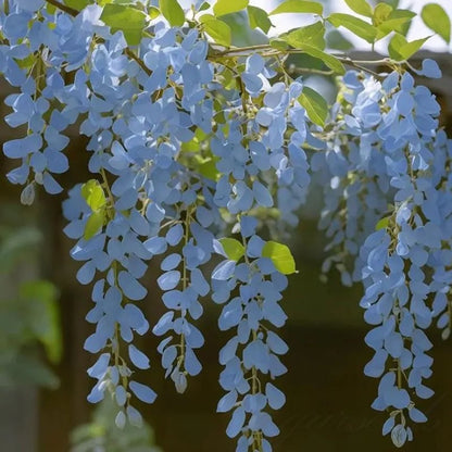 🌸WISTERIA - THE GARDEN’S CASCADING BEAUTY ALL YEAR ROUND