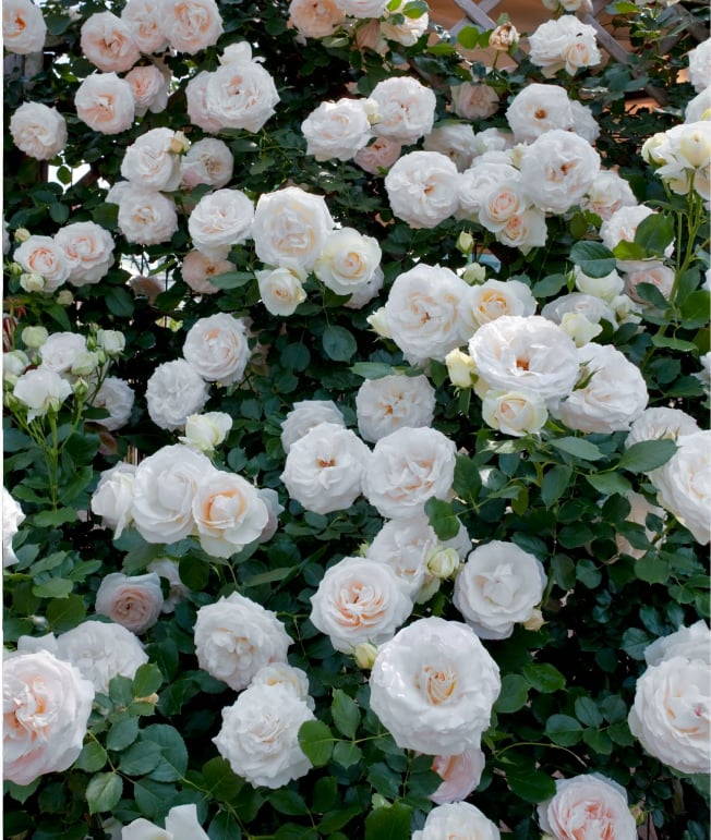 [3 days germination]🔥Last Day 49% OFF🌺Climbing Rose Seeds
