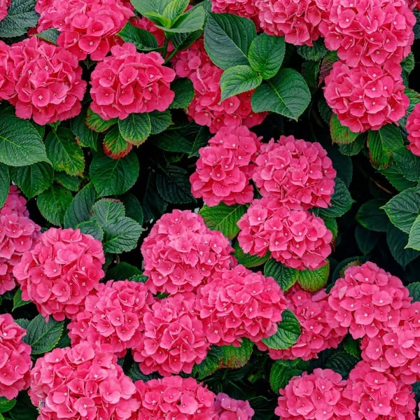 🌈Mix Hydrangea - Beautiful and Hardy Perennial Flowers for Your Garden