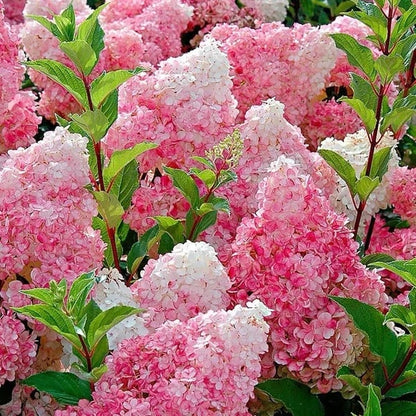 🌈Mix Hydrangea - Beautiful and Hardy Perennial Flowers for Your Garden