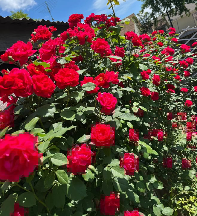 [3 days germination]🔥Last Day 49% OFF🌺Climbing Rose Seeds