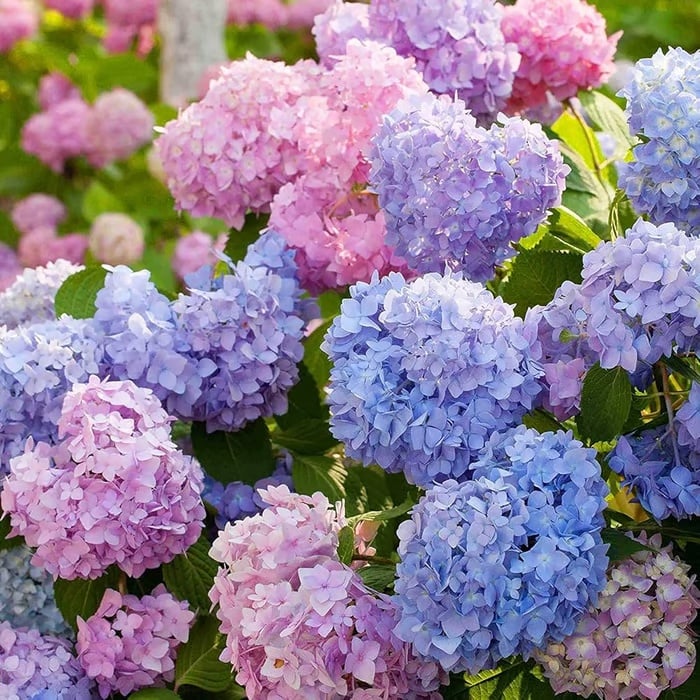 🌈Mix Hydrangea - Beautiful and Hardy Perennial Flowers for Your Garden