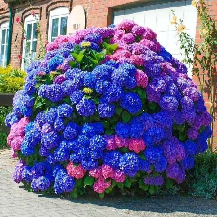 🌈Mix Hydrangea - Beautiful and Hardy Perennial Flowers for Your Garden