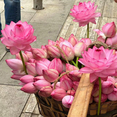 [7 days germination]🌸Last Day Sale - 49% OFF💐The Sacred Bonsai Bowl Lotus Flower