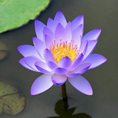 [7 days germination]🌸Last Day Sale - 49% OFF💐The Sacred Bonsai Bowl Lotus Flower