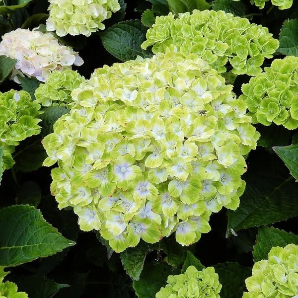 🌈Mix Hydrangea - Beautiful and Hardy Perennial Flowers for Your Garden