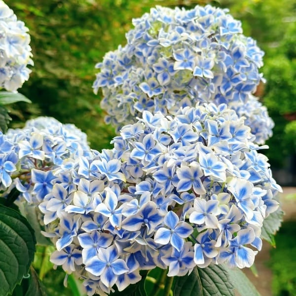 🌈Mix Hydrangea - Beautiful and Hardy Perennial Flowers for Your Garden