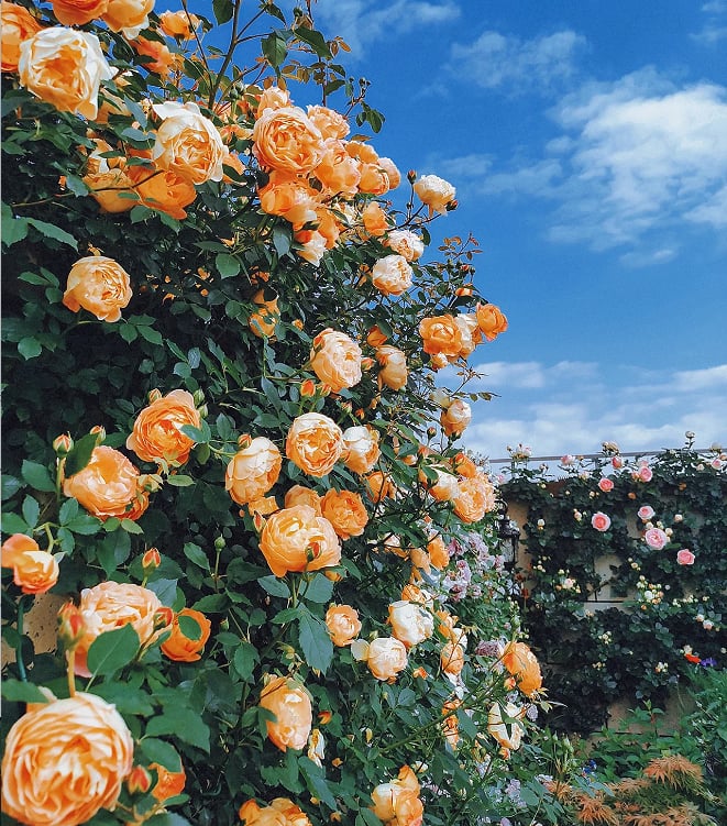 [3 days germination]🔥Last Day 49% OFF🌺Climbing Rose Seeds