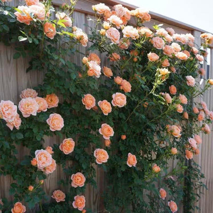 [3 days germination]🔥Last Day 49% OFF🌺Climbing Rose Seeds