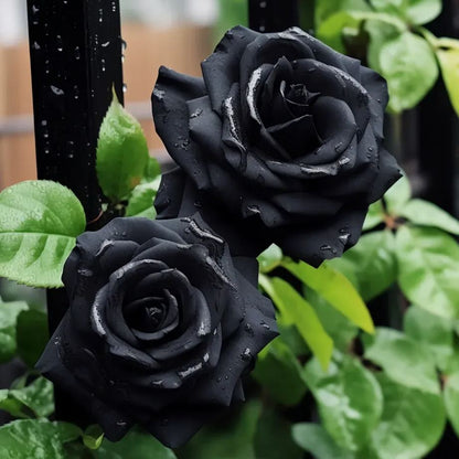 ✨Erdor Black Rose Seeds🖤