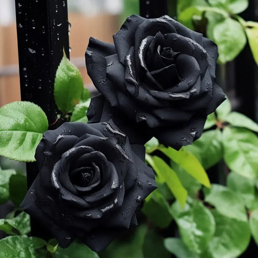 ✨Erdor Black Rose Seeds🖤